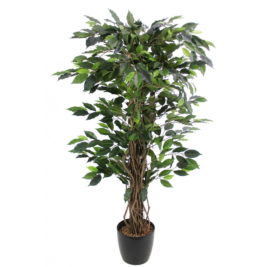 Ficus Benjamina